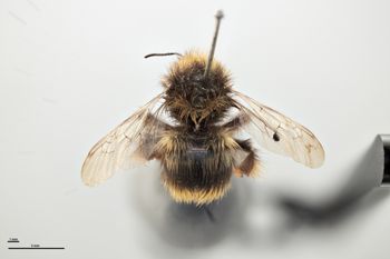 Media type: image;   Entomology 810759 Aspect: habitus dorsal view